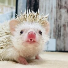 ピンクのお鼻がチャームポイント⭐︎ハリネズミ（シナモンパイド）男の子