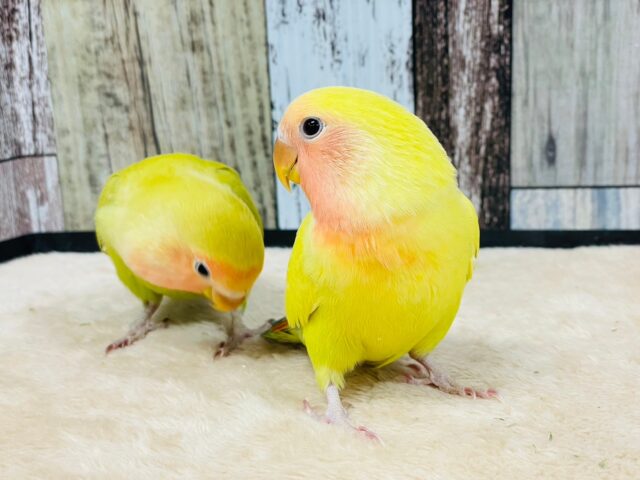 コザクラインコ（小桜インコ）