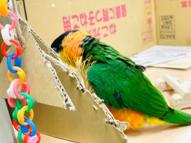 ズグロシロハラインコ