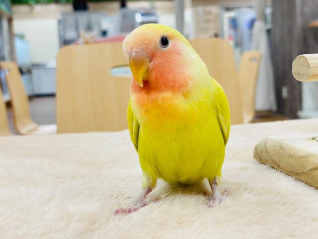 コザクラインコ（小桜インコ）