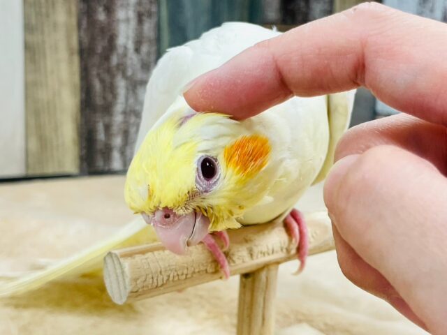 ちょっぴりビビりさん♡オカメインコ（ルチノー）