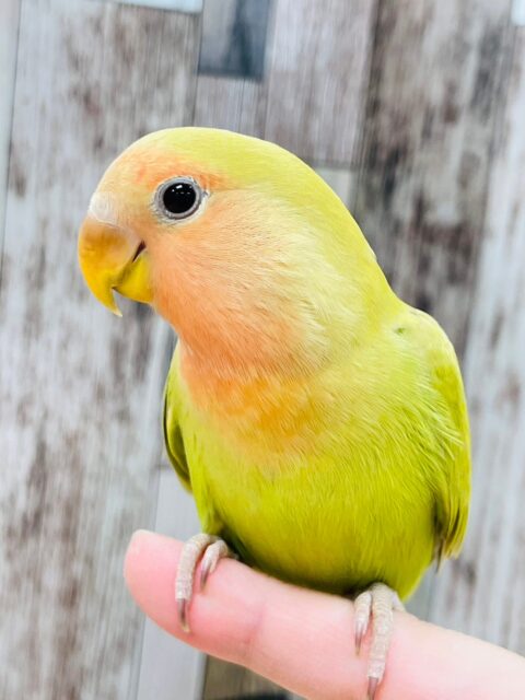 コザクラインコ（小桜インコ）