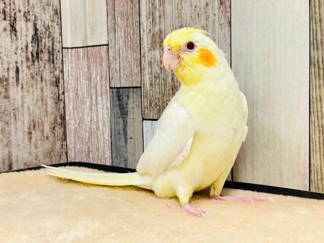 オカメインコ