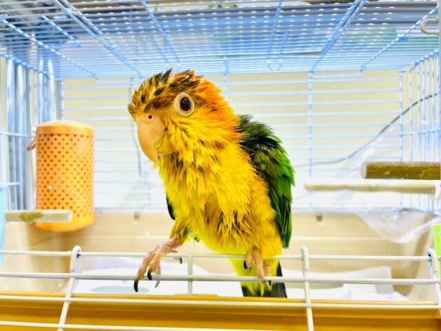 シロハラインコ