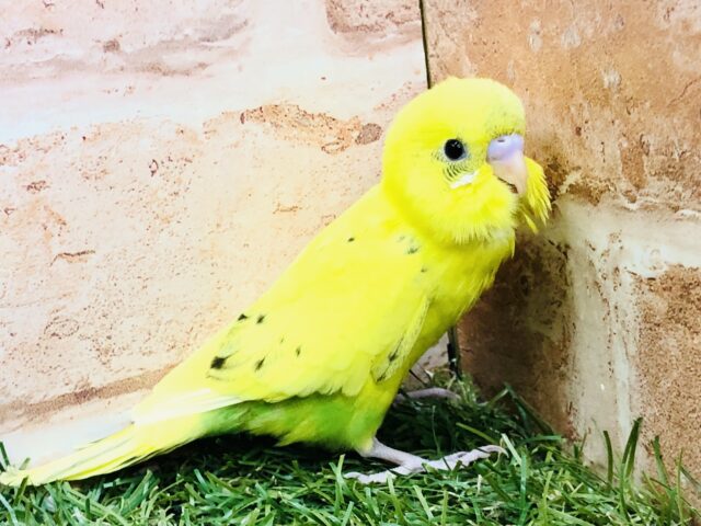 そのコその子の特徴がステキ♪　セキセイインコ