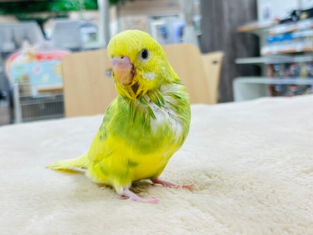 セキセイインコ