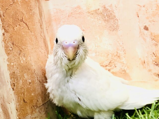 人気のホワイトカラー⛄　セキセイインコ