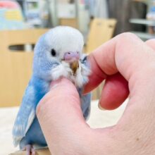 【最新画像・動画更新🪄】アイドル級の可愛さです🩵セキセイインコ（スパングル）ヒナ