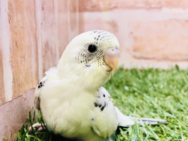 いつぶりにやってきたかな？？　セキセイインコ