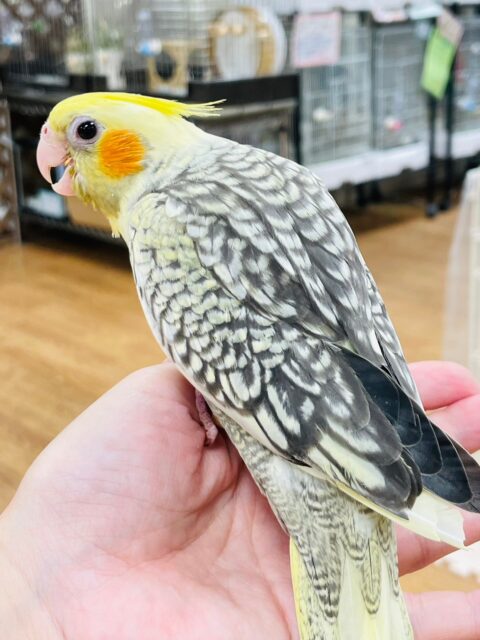 オカメインコ