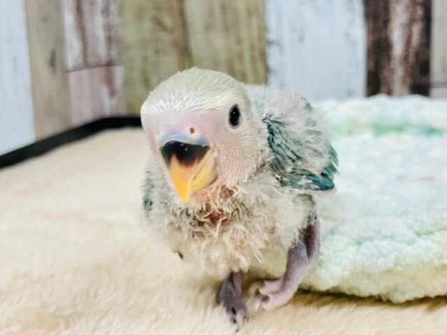 コザクラインコ（小桜インコ）