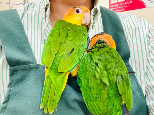 ズグロシロハラインコ