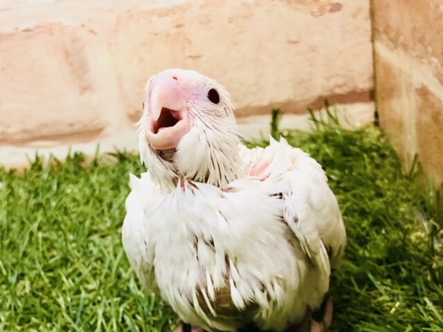 オカメインコ