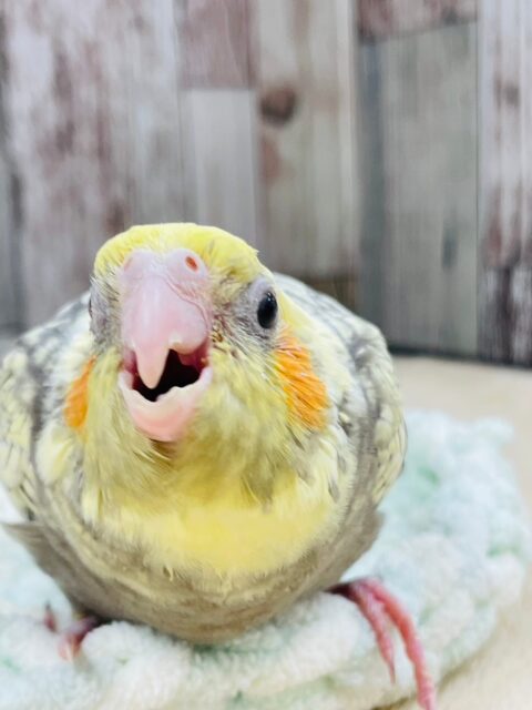 オカメインコ