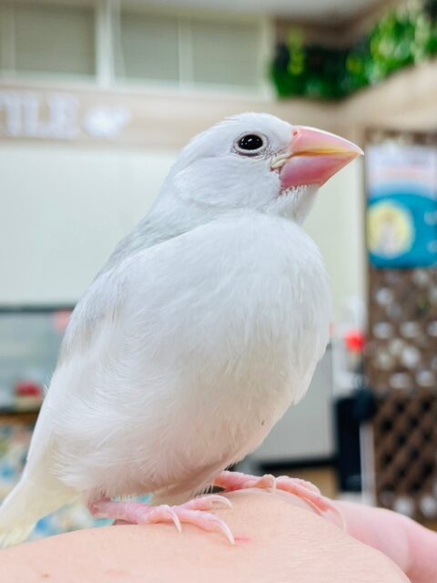 白文鳥