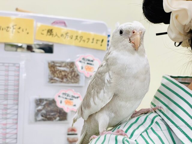 オカメインコ