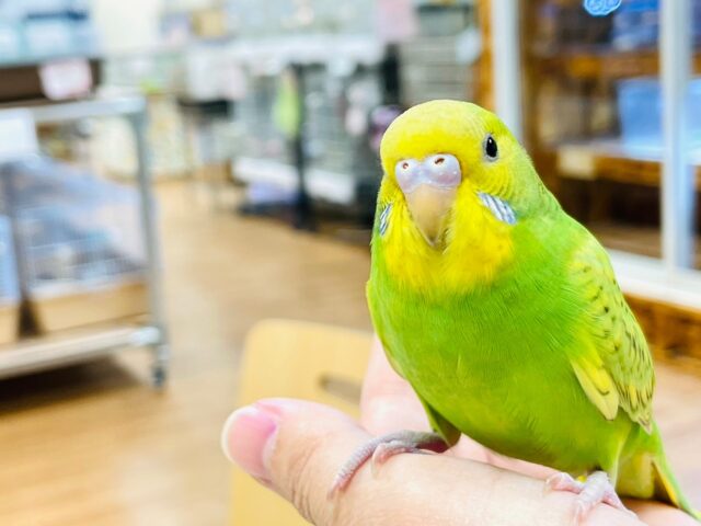 セキセイインコ