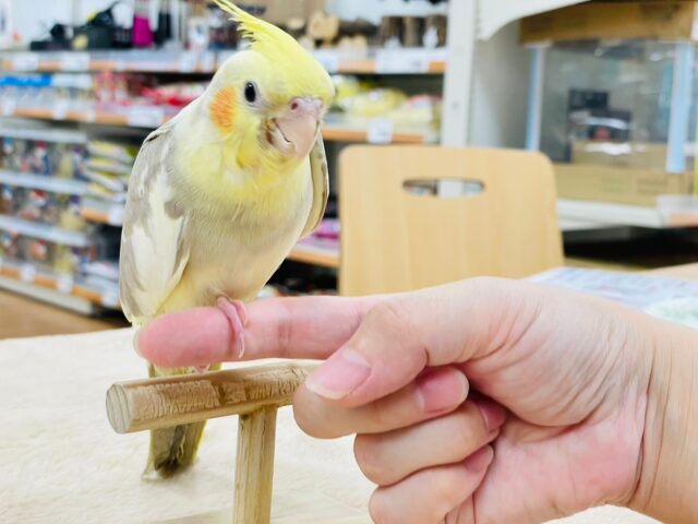 オカメインコ