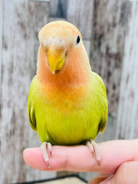 コザクラインコ（小桜インコ）