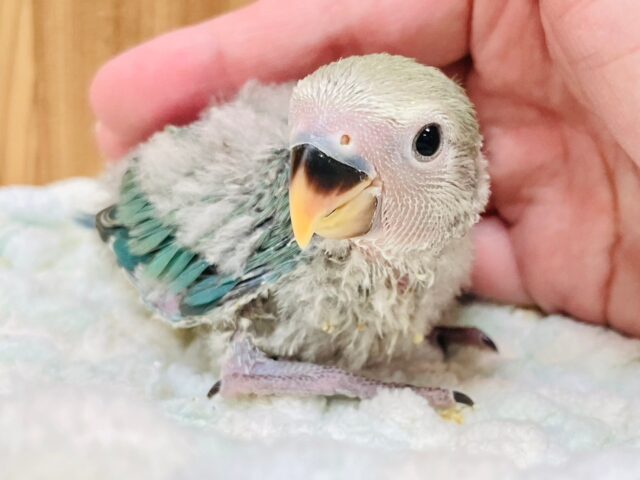 コザクラインコ（小桜インコ）