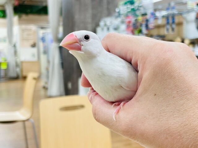 白文鳥