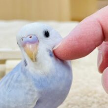 インコや文鳥、オウムや家禽｜千葉・栃木・神奈川・埼玉で販売中