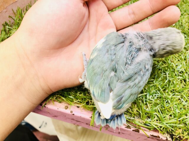 コザクラインコ（小桜インコ）