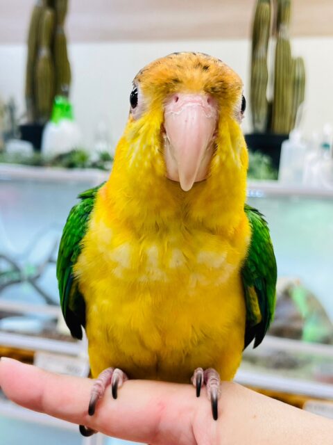 シロハラインコ