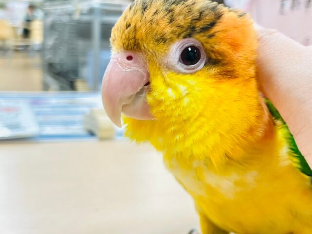 シロハラインコ