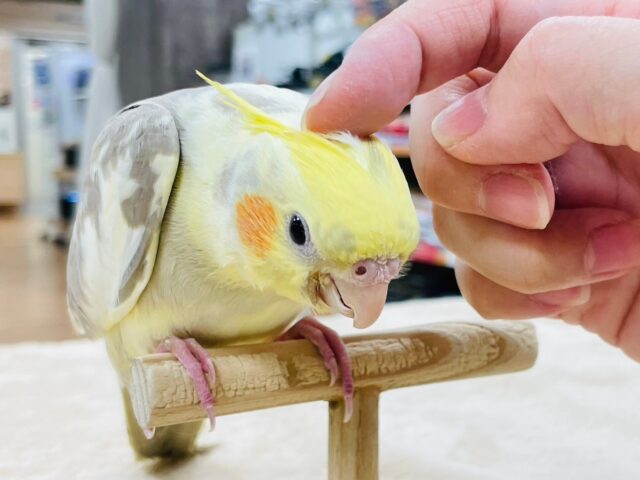 オカメインコ