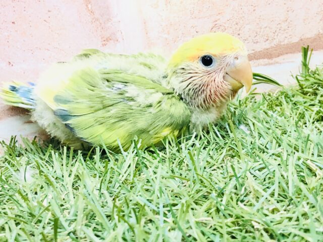 コザクラインコ（小桜インコ）