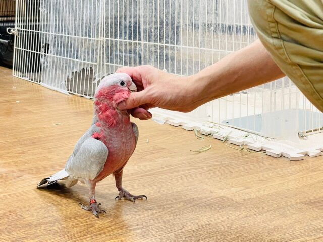 モモイロインコ