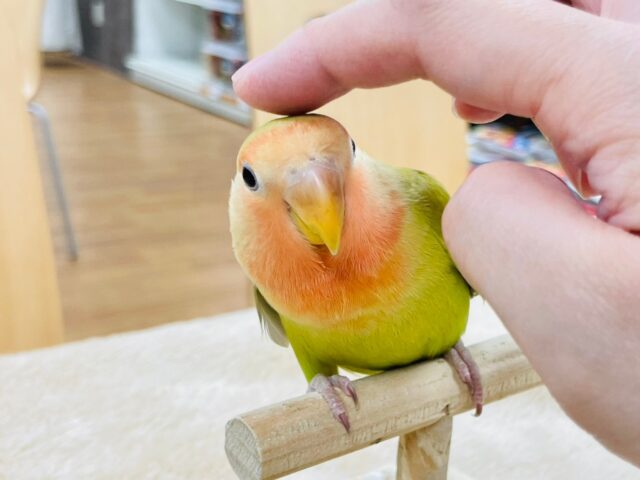 コザクラインコ（小桜インコ）