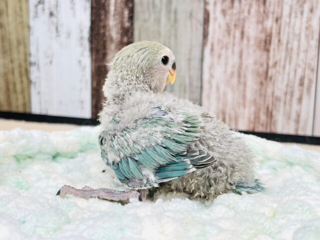 コザクラインコ（小桜インコ）