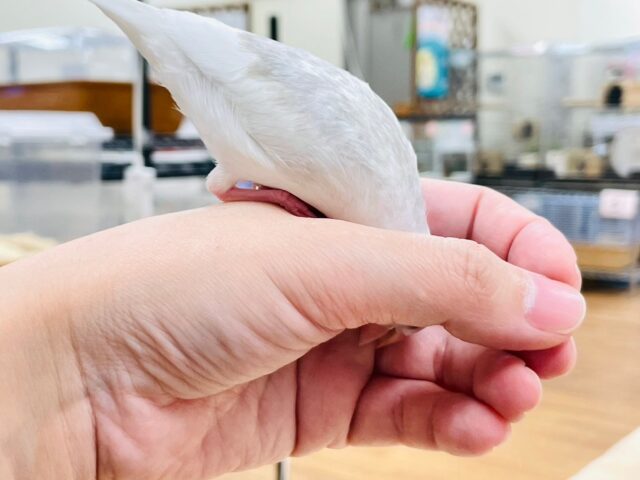 白文鳥