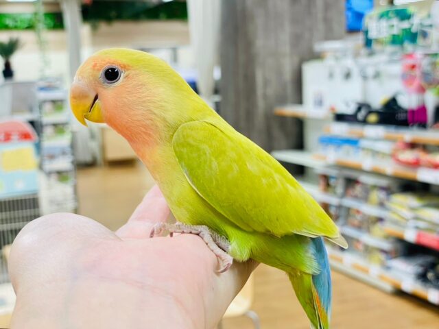 コザクラインコ（小桜インコ）