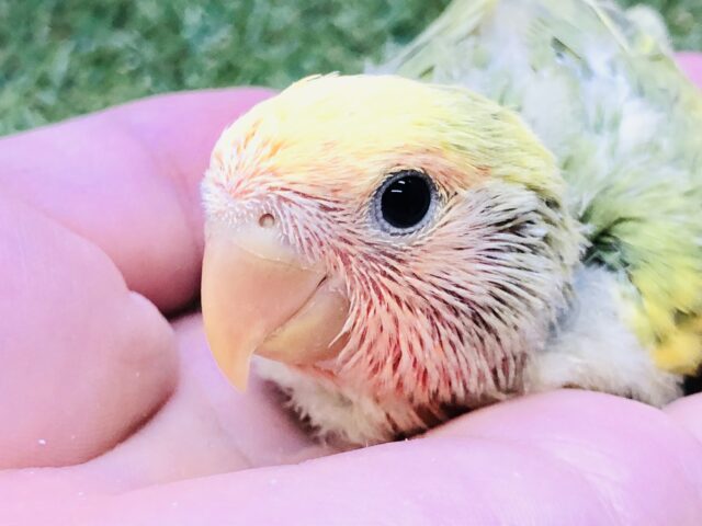 コザクラインコ（小桜インコ）