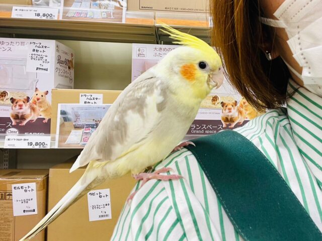 オカメインコ