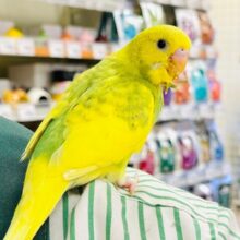 【最新画像更新🪄】元気ハツラツ⭐︎⭐︎セキセイインコ（パイド）ヒナ