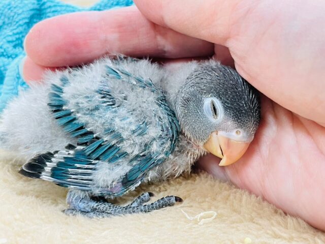 ブルーボタンインコ