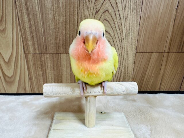 コザクラインコ（小桜インコ）