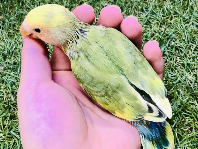 コザクラインコ（小桜インコ）