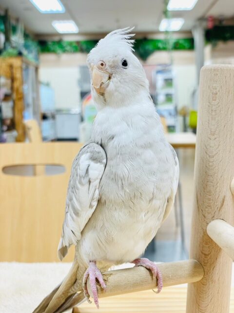 オカメインコ