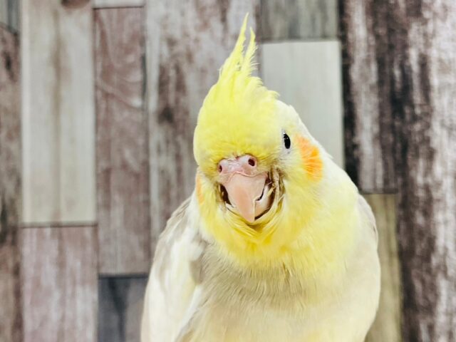 オカメインコ