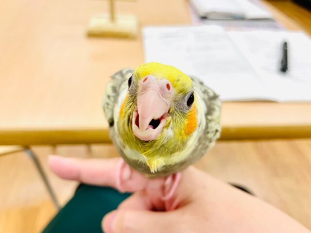 オカメインコ