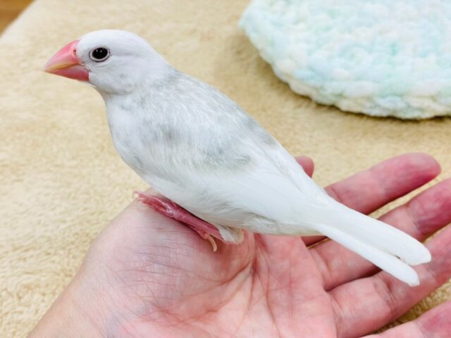 白文鳥