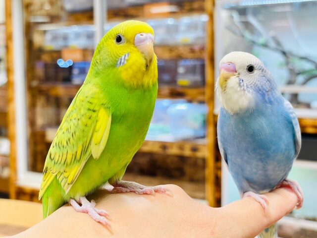 セキセイインコ