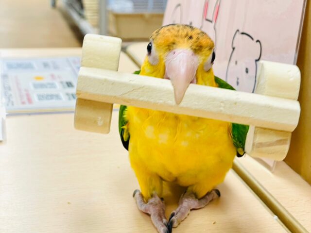 シロハラインコ