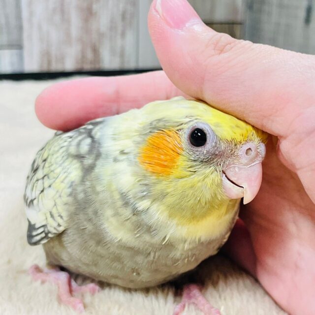 最新動画更新🪄1人餌になりました☆】綺麗なパール模様