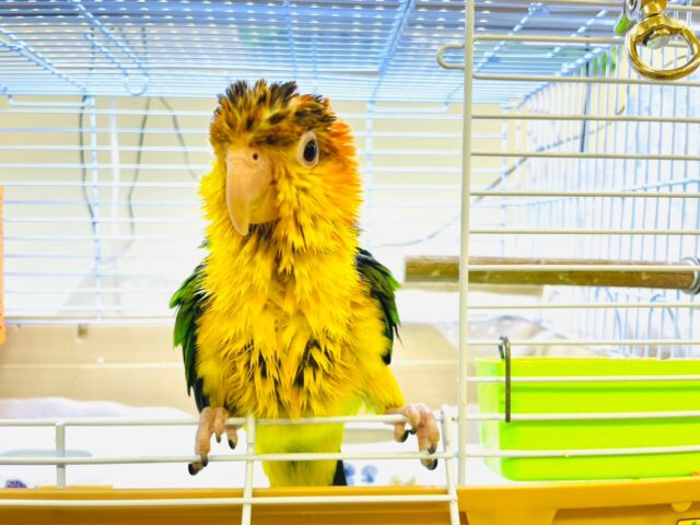 シロハラインコ